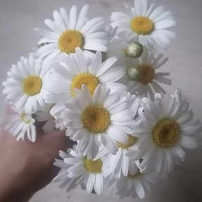 Фотография "Когда тебя не радуют - радуй себя сам! Мои любимые ромашки 🌼🌼🌼"