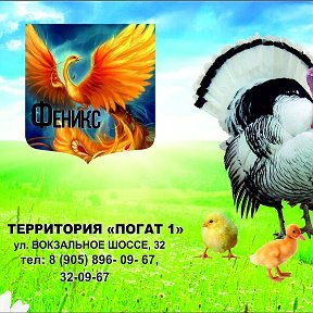 Фотография от Компания Феникс Орск 🐤🐣