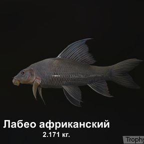 Фотография "https://ok.ru/game/trophyfishing2?61114 Лабео африканский, Карповые, 2.171kg, Нил, Причал, TF-3000, Мотыль.  #Лабео африканский #Карповые #Нил #Причал #Мотыль #trophy #fishing #fish #трофейная #рыбалка #рыба"