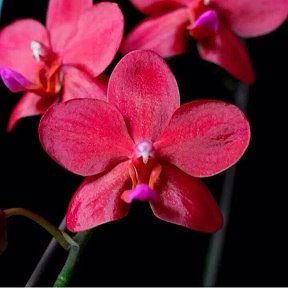 Фотография от Орхидеи в Нижнем excellence orchids
