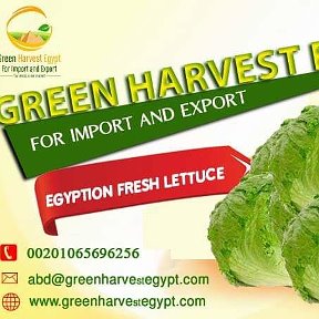 Фотография от Green Harvest Egypt