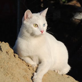 Фотография "Какой взгляд!!! А вроде бы домашний котик..."