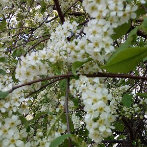 Фотография от Мария Скосырcкая (Квашнина)