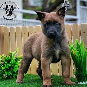 Фотография "BELGIAN MALINOIS girl 40 days old, Rea x Baltimore 👌💪💪🔥🐊😈🌪️💞
From #Serbia   @working_show_malinois

PINTEREST:https://www.pinterest.it/workingdogsintheworld/"