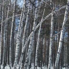 Фотография от Ольга Широкова (Двойнина)