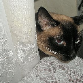 Фотография "Мой  серьезный котик ТЮНЯ"