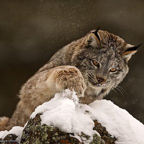 Фотография от Вальтер Линкс