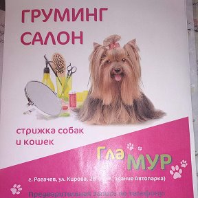 Фотография от Юлия Бич(стрижка собак и кош)