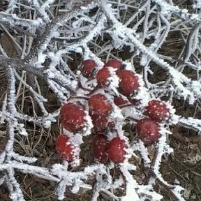 Фотография от Галина Березуцкая