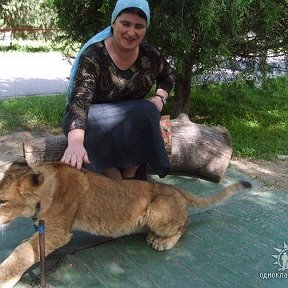 Фотография "Фотография снята весной 2007 года в Ташкентском зоопарке. Рядом со мной- маленький и добрый ( пока!) львенок"