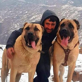 Фотография "АРДЖУК и СИМБА , АРМЯНСКИЙ ВОЛКОДАВ ГАМПР 🐻🇦🇲"