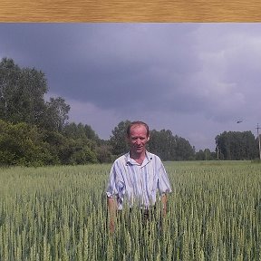 Фотография "Пшеница цветет,урожай будет отличный!"