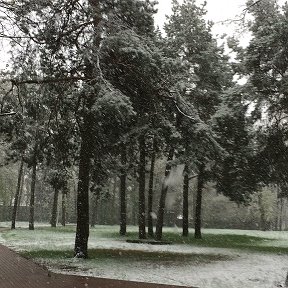 Фотография "11.05.2017г.  А у нас сегодня снег! А у вас?"
