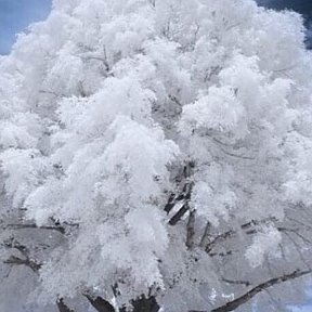 Фотография от оксана алексеева(лукьянченко)