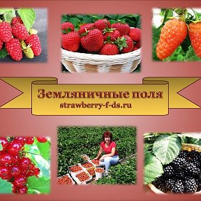 Фотография "Саженцы ягодных и декоративных культур http://strawberry-f-ds.ru"