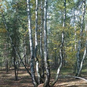 Фотография от натали шумкова