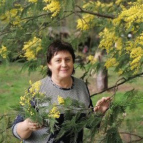 Фотография "Цветёт мимоза в январе. Весна, мы тебя ждём!"