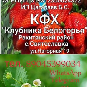 Фотография от КФХ 🍓Клубника Белогорья🍓