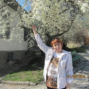 Фотография "Цветет алыча на Кавказе, апрель 2016г."