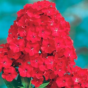 Фотография "Флокс метельчатый Тенор Цветок ярко-малиново-красный, не выгорает, соцветие плотное, куст прямостоячий, прочный, быстро разрастается. Кусты высокие около 80 см
ЦЕНА 350 РУБ"