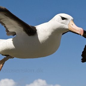 Фотография от альбатрос морской
