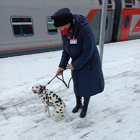 Фотография от Доставка Питомцев по России ЖД