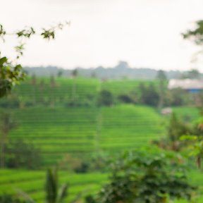 Фотография "Рисовые террасы, Бали"