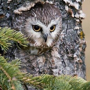 Фотография от Пресс-служба ОВО по г Большой Камень