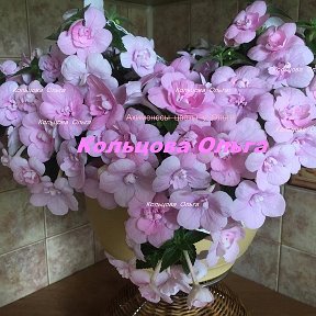 Фотография "Ахименес  Double Pink Rose 300р.. селекционер Моссопа    Густомахровые нежно-розовые цветки. Светло - зеленые листья. Обильное цветение. цветок в диаметре 4-5 см куст, можно выращивать как ампель."