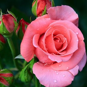 Фотография "Розы прививают любовь к природе, а шипы — уважение."