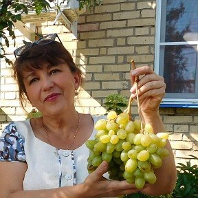 Фотография "Я и мой любимый виноград!
#виноград #хозяйство_салминых #саженцывинограда 
#зимостойкийвиноград #саженцыпочтой #северныйвиноград"