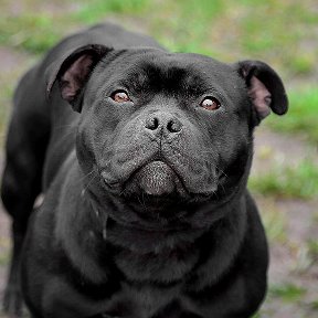 Фотография от BLACK SEA STAFFY Черноморские стаффи