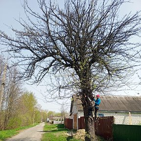 Фотография от спил  Аварийных деревьев Денис