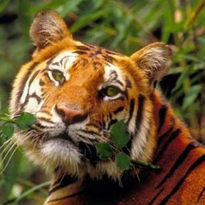 Фотография "Тигр весегда остайотся тигр"