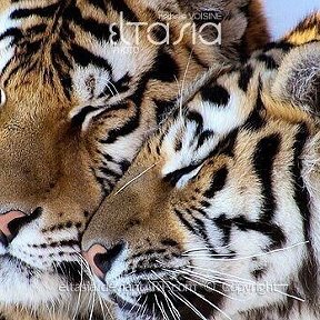 Фотография от Великий Тигр
