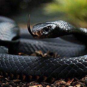 Фотография от Black Mamba