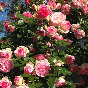 Фотография "Пьер де Ронсар, ароматная обильно цветущая крупноцветковая плетистая роза, высота куста до 3 м"