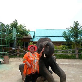 Фотография "Тайланд'-слон такой славный"