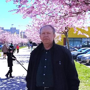 Фотография "2024 3 мая Таллин я рядом с домом  где живу у магазина сакура цветет , красота !"