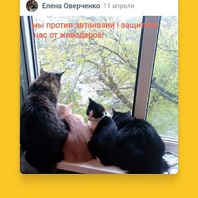 Фотография от Елена Оверченко (Нетбайлова)