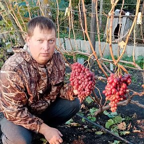 Фотография "Последние грозди ризамата"