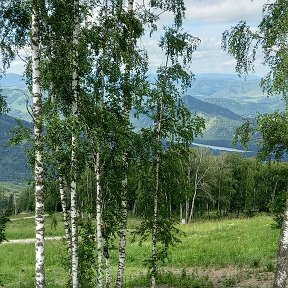 Фотография "Русские берёзы.Алтай."