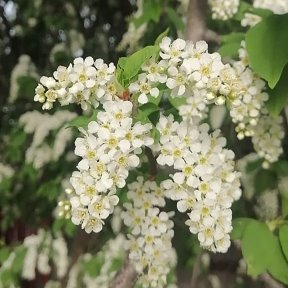 Фотография от 🌼Гөлнара 🌼