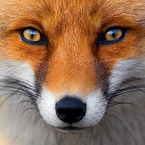 Фотография от Red Fox