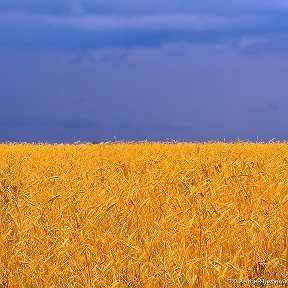 Фотография от Оксана Золочевская