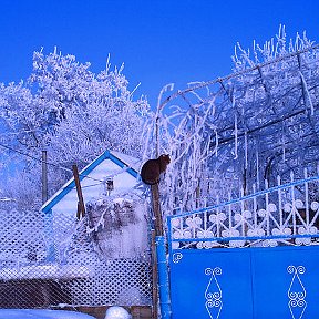 Фотография "Смотрящий по району"