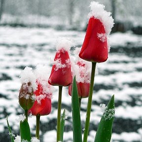 Фотография от Э Л Ь В И Р А 🌷