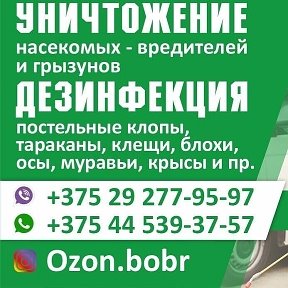 Фотография от Ozon bobr