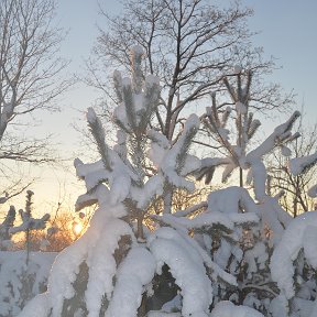 Фотография "Сосны на даче."