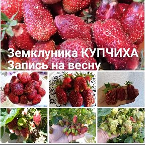 Фотография от Амина томаты 🍅